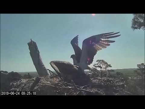 Savannah Osprey Cam ~ Little 3 Gets A Fish Without Competition, June 24, 2019