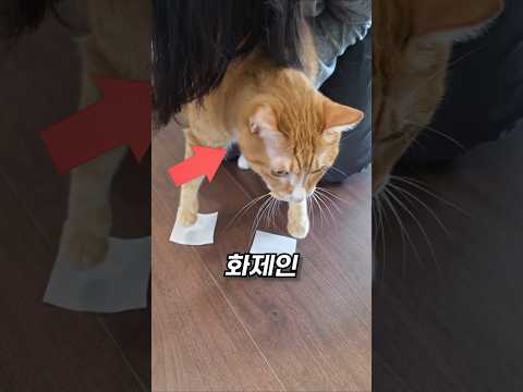 고양이 고장내는 프롬프트 3가지 테스트 해봤습니다