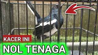 Download lagu THIS IS WHAT HAPPENS IF A KACER HAS NO POWER BUT IS A HIGH FIGHTER | THE LATEST DR. KACER mp3 Download lagu THIS IS WHAT HAPPENS IF A KACER HAS NO POWER BUT IS A HIGH FIGHTER | THE LATEST DR. KACER mp3