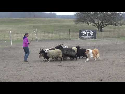 Herding test, rough collie 10 months old.