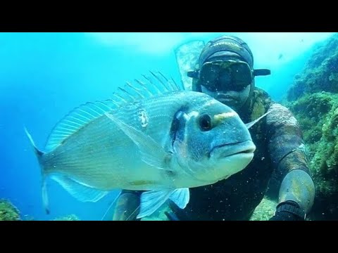 Komarca 03 (Gilthead sea bream - Sparus Aurata)