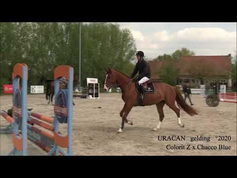 Uracan, Colorit Z x Chacco Blue, gelding, °2020,BHT Online Auction Spring 2024,Belgian Horse Trading