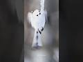 A cute bird quenched her thirst from melting icicles | #shorts #birdphotography #icicles