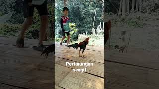 Download lagu anak kecil bertarung dengan ayam bangkok mp3