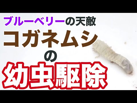 家庭菜園でコガネムシの幼虫を駆除するにはどうすればよいですか?識別および制御ソリューション  庭園