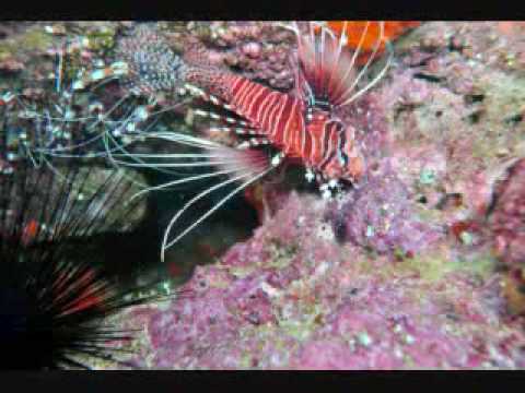 Socotra Diving, Socotra,Jemen