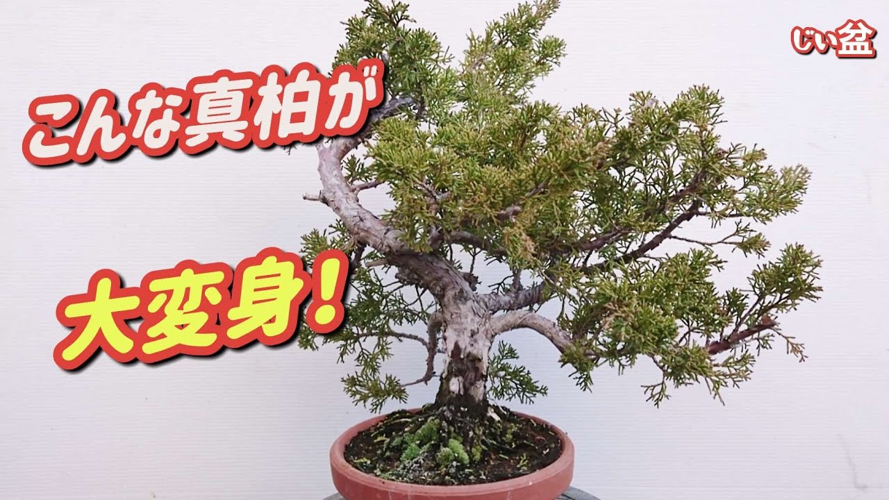 【じいじはこう作る！✨】 真柏素材の荒作り＆植え替え  /  初心者  /  盆栽の作り方 /【じいじの盆栽ch】【Japanese bonsai】