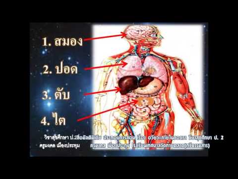 ซึ่งจะช่วยเพิ่มสมาชิก เพื่อเพิ่มขนาดเส้นผ่าศูนย์กลางของสมาชิกที่