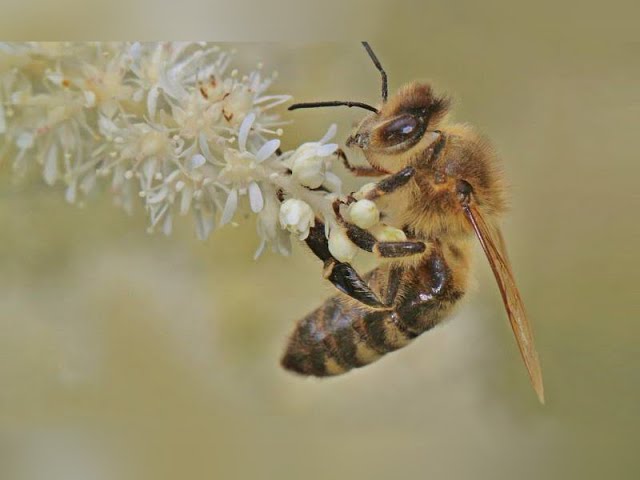 Vídeo relacionado con Miel pura de abeja. Miel de Eucalipto. Miel origen España 100% en envase de 500grs. Miel proveniente del néctar de las flores del árbol del eucalipto. De color ámbar oscuro con notas verdes