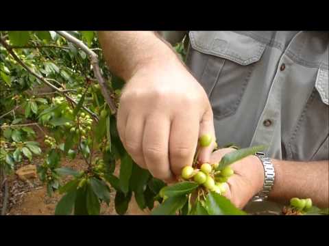 Thinning small branches Bing block k