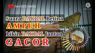 Download lagu Pancingan Suara DAKBAL Betina   Pleci Terapi AMPUH Bikin DAKBAL Jantan GACOR @pakgurubagus mp3