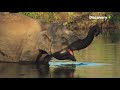 Wild Karnataka First Indian Film Narrated By The Legendary Sir David Attenborough