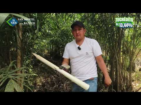 Tu crédito de temporada | Cooperativa San Miguel de los Bancos