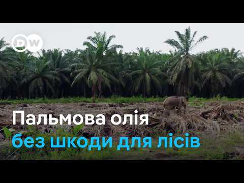 Пальмова олія без вирубки лісу. Чи врятує природу продукт з лабораторії?