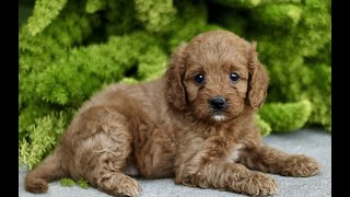 Video preview image #1 Cavapoo Puppy For Sale in PARADISE, PA, USA