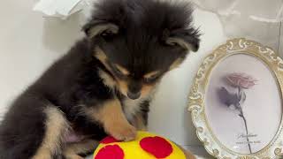 ハーフ犬の動画01