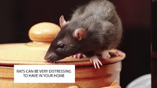 HOW TO GET RID OF RATS IN THE HOUSE ~ RAT CONTROL UK ~ CATCH-IT LTD