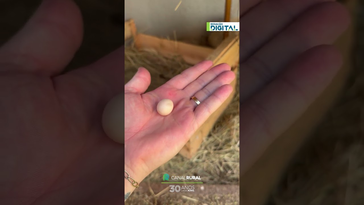 Mini galinha passa mais de 2 horas no ninho e surpreende com o tamanho do ovo