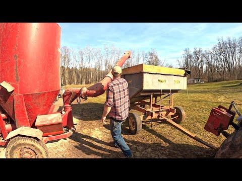 Making budget friendly pig feed on a small livestock farm