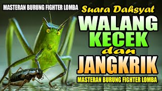 Download lagu MASTERAN MURAI BATU SUARA ALAM PART-1 || WALANG KECEK DAN JANGKRIK || MASTERAN BURUNG FIGHTER LOMBA mp3
