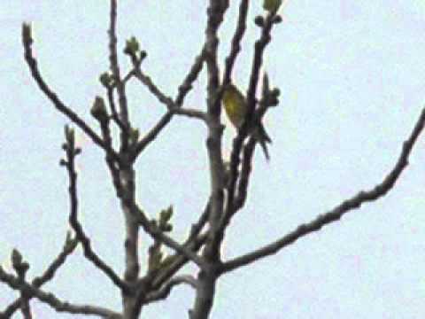 IVAN VIDOVIĆ: "ZELENKA NA SMOKVI PIVA"