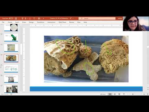 BIOL 1409 Lab Chapter 28,29