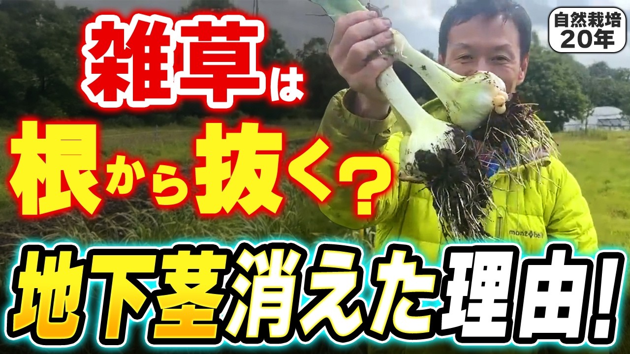 【自然栽培】雑草は根から抜く？抜かない？時期別の刈り方と強固な地下茎への対処法