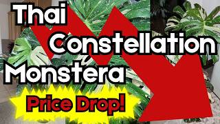 Great Deals On Rare and Beautiful Plants!