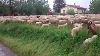 preview picture of video 'Transumanza gregge pecore a Portogruaro'