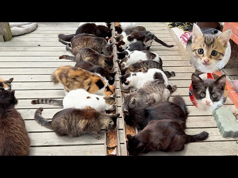 200 Cats and Cute Kittens!? I Stayed on Japan’s Fluffiest Cat Island🐈🏝️