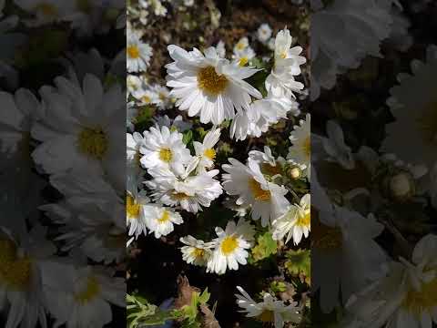 菊の世話: 3 つの最大の間違い 植物