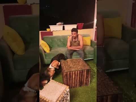 how obedient are our dogs part 01 #dogs #dog #dogtraining #beagle #labradorretriever #labrador #pet