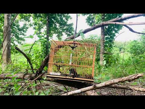 CÚRIO TWO NINE PEGANDO 2 PARDO CAPITÃO POÇO