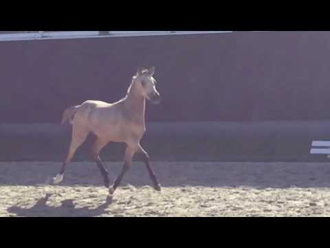 Nr. 11 CROWN MISS PERFECT SF von Coer Noble - FS Peracy Pearson