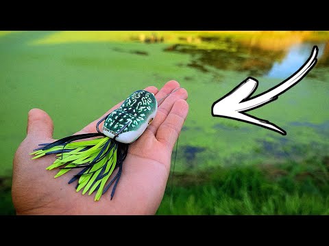 My Thoughts and Review on the Scum Frog Popper! | Topwater Frog Fishing
