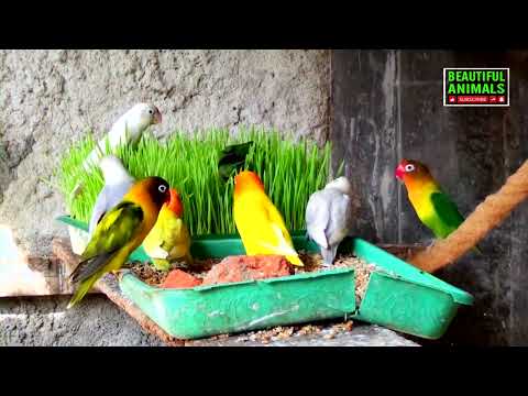 Beautiful Lovebirds | Lovebirds Meal Time Wheat Grass | 12-December-2021