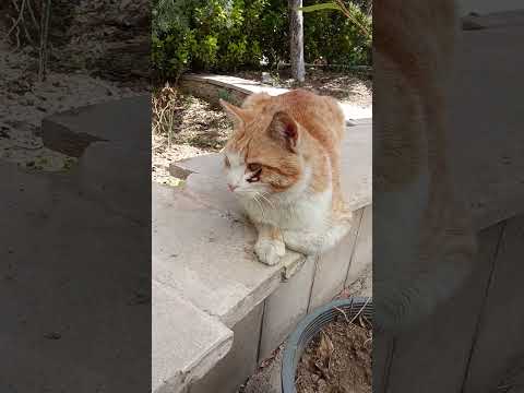 سه تفنگ دار گربه 😎 بازیگران. 👍 تک خال 🎉نارنجی 🎉خال خالی 🌹