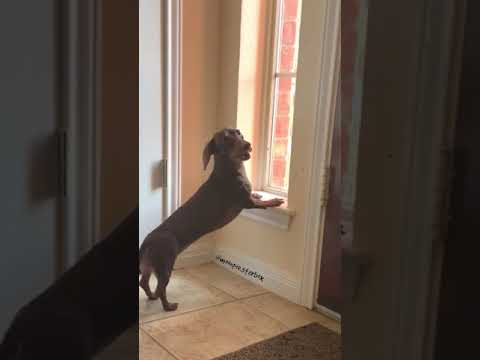 Can I Pet Dat TikTok Dog?