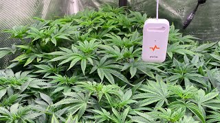 Training for yield - plant strip - PULSE ONE Giveaway