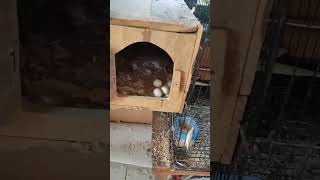 Download lagu Cek Glodok Falk Parkit Australia#burung #coktail #falk #parkitaustralia #shortsvideo mp3