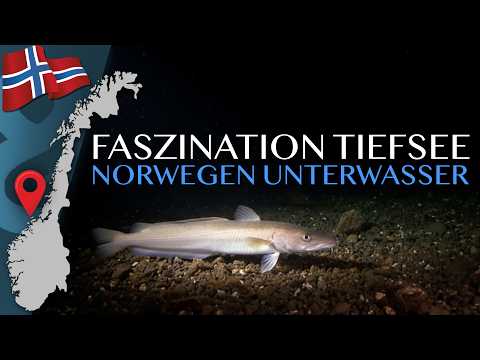 In the realm of ling and redfish / THIS usually remains hidden from anglers 🇳🇴