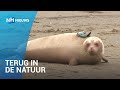 Albinozeehond Snow White bij Texel uitgezet in zee