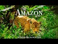 The Amazon 4K Scenic Wildlife Film With Calming Music