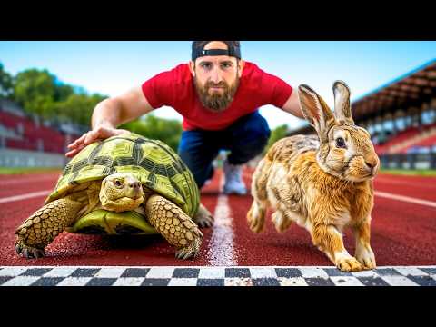 Tortoise vs. Hare - Who Wins?