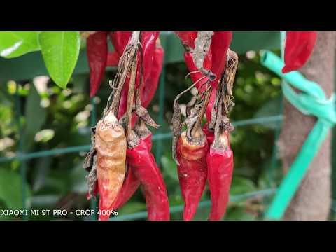 Xiaomi Mi 9T Pro VS Redmi Note 8 Pro  - Camera Comparison