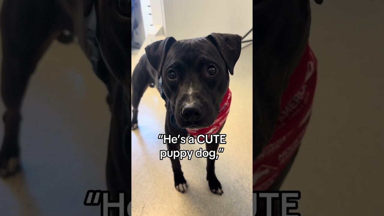 Enlarge Shadow, a Adoptable Pit Bull Terrier in Murray, UT video 6/6