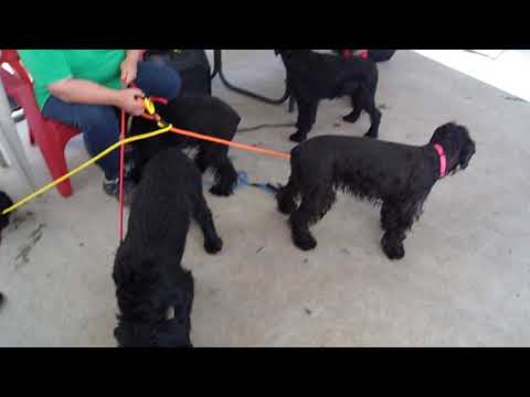 Schnauzer Rescue Virginia
