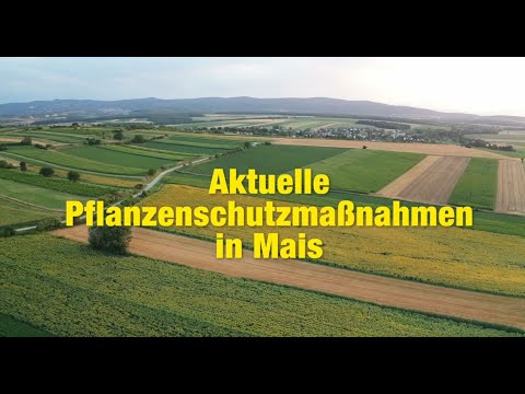 RWA Pflanzenschutz –  Aktuelle Pflanzenschutzmaßnahmen in Mais