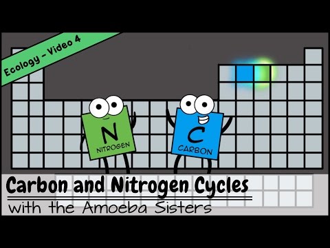 Carbon and Nitrogen Cycles