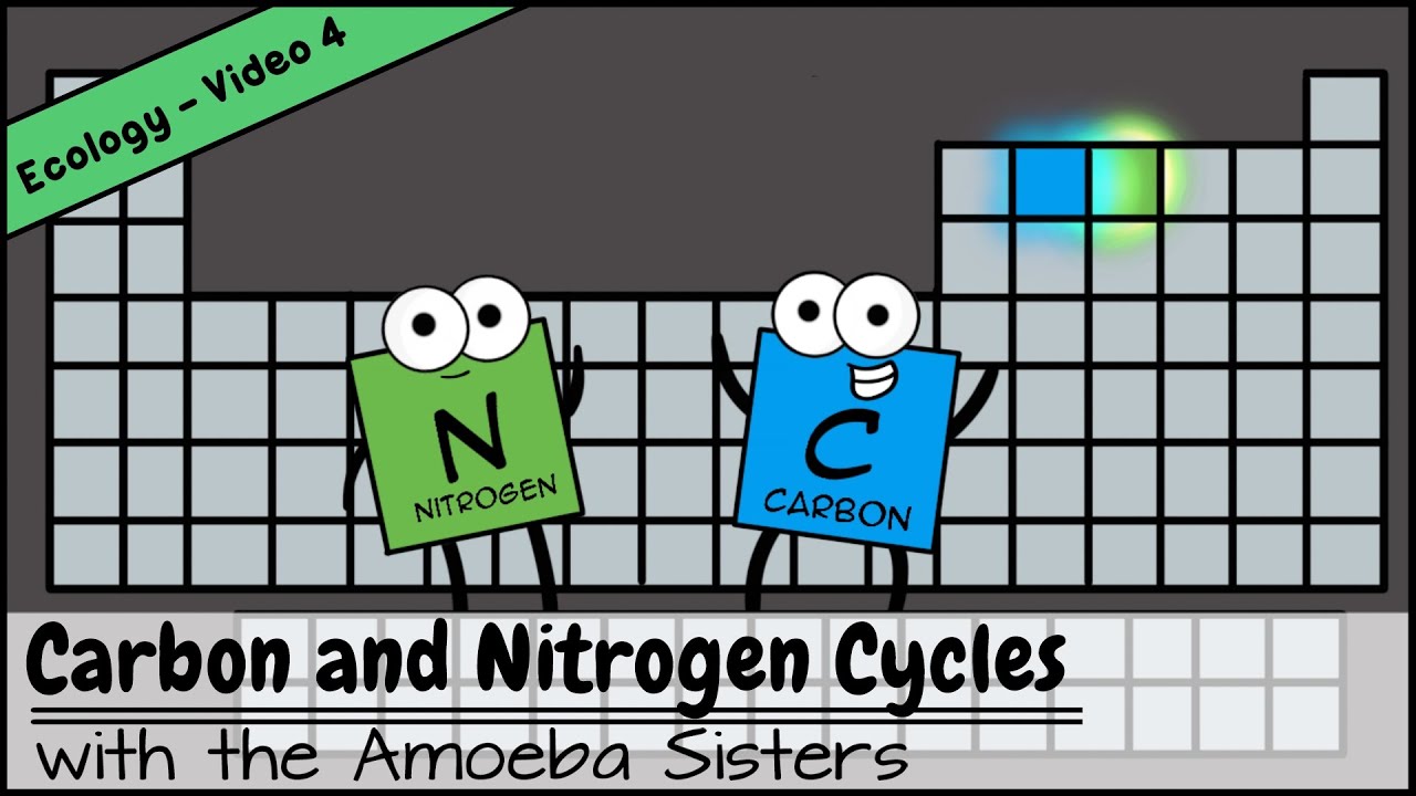 Carbon and Nitrogen Cycles